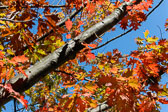 0278-Leaves-at-Graycliff-4142.jpg