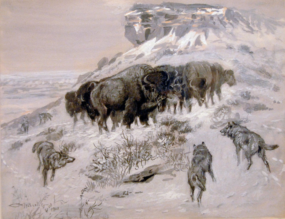1019-Buffaloes-and-Wolves-4714.jpg