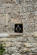 38-Pigeon-holed-0649.jpg