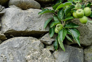08-Stone-and-Fruit-0663.jpg
