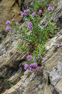 44-Flowers-and-Stone-0722.jpg