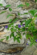 60-Flowers-and-Stone-0747.jpg