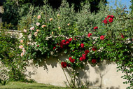 10-Roses-at-La-Rocca-Agriturismo-1133.jpg