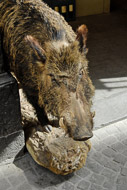 14-A-stuffed-wild-boar-1066.jpg