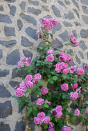 38-Roses-at-Le-Velette-1110.jpg