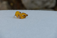 Leaf on snow 0665-Leaf-on-snow-4429.jpg