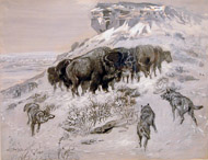 Buffaloes and Wolves 1019-Buffaloes-and-Wolves-4714.jpg