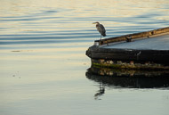 A heron on the waterfront in La Conner, Washington La-Conner-WA-9471.jpg