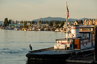 A heron on the waterfront in La Conner, Washington La-Conner-WA-9473.jpg