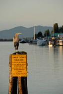 A heron on the waterfront in La Conner, Washington La-Conner-WA-9476.jpg