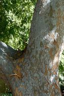 Tree at Merritt House Wrightway-CA-10026.jpg