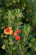 Ornamental Strawberry tree at Merritt House Wrightway-CA-10033.jpg