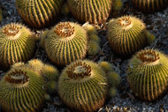 A Cactus Garden close-up Wrightway-CA-9710.jpg
