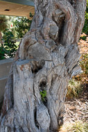 Gnarly tree trunk at Hollyhock House Wrightway-CA-9795.jpg
