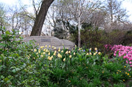 A view in Central Park East-Coast-0549.jpg