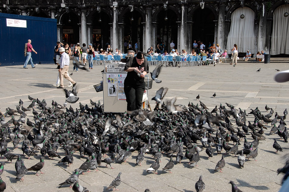 54-Encouraging-the-Flying-Rats-on-Piazza-San-Marco-0471.jpg