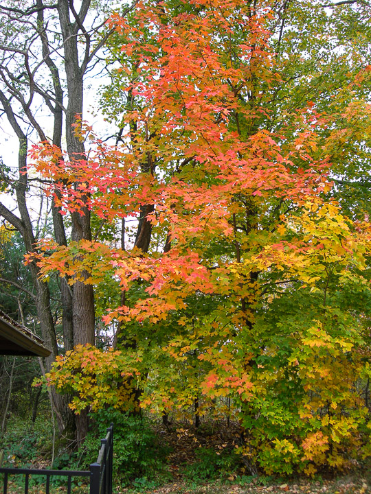 0813-Watkins-Glen-State-Park-NY-4849.jpg