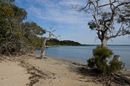 Australia: Brisbane and Coochiemudlo Island