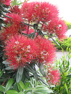 Pohutukawa_flowers.jpg