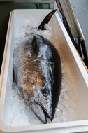 Fresh tuna _DSC0182.jpg