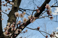 Plum blossoms near Sensoji Temple _DSC0371.jpg