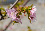 For centuries the Japanese have celebrated the cherry blossoms in the Spring. These were among the first cherry blossoms that we saw. _DSC0383.jpg