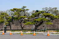 Pruning the trees on the Imperial Palace grounds _DSC0785.jpg