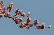 There are two distinguishing features of plum blossoms as compared to cherry blossoms: They form in tighter clusters than cherry blossoms and they bloom before the trees leaf out. _DSC0815.jpg