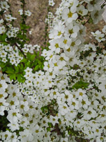 DSCN1753.jpg