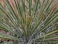 DSCN2962.jpg DSCN2962.jpg