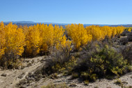 We followed the Highway 128 Scenic Byway along the Colorado River on our way from Grand Junction to Moab. It was here that we first saw cottonwood trees showing fall colors. These colors would punctuate much of our travels through Utah, Colorado, and New Mexico. _DSC2089.jpg