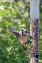 _DSC4259.jpg _DSC4259.jpg