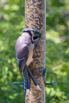 _DSC4262.jpg _DSC4262.jpg