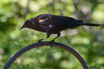 Cape Cod Museum of Natural History