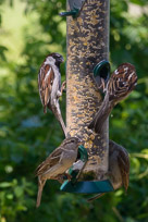 _DSC4267.jpg _DSC4267.jpg