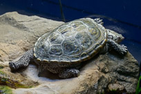 _DSC4270.jpg _DSC4270.jpg