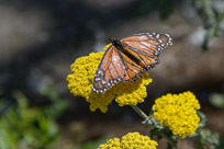 _DSC4272.jpg _DSC4272.jpg