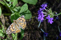 _DSC4276.jpg _DSC4276.jpg