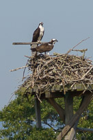 _DSC4277_v1.jpg _DSC4277_v1.jpg