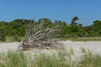 _DSC4293.jpg _DSC4293.jpg