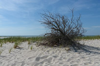 _DSC4296.jpg _DSC4296.jpg