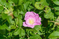 _DSC4315.jpg _DSC4315.jpg