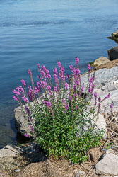 Frank Lloyd Wright in Buffalo