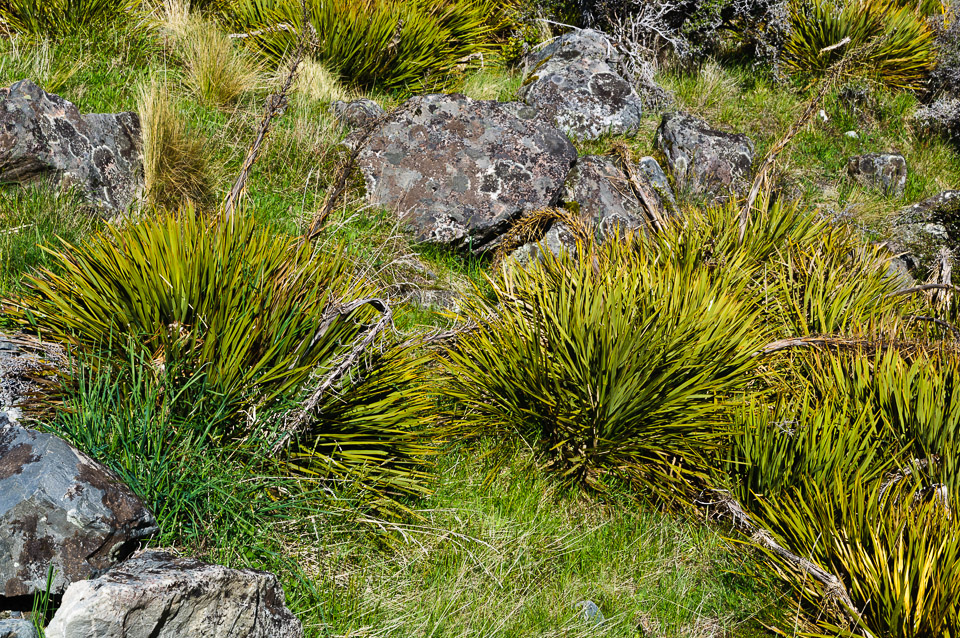 _DSC7571.jpg