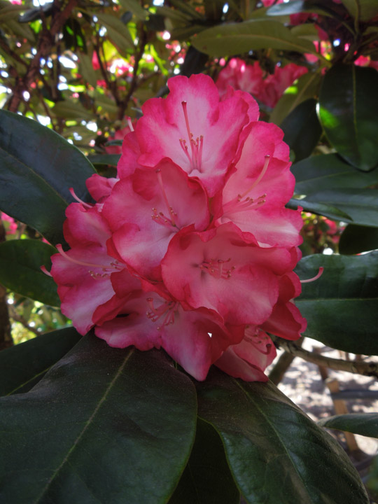 DSCN3906.jpg