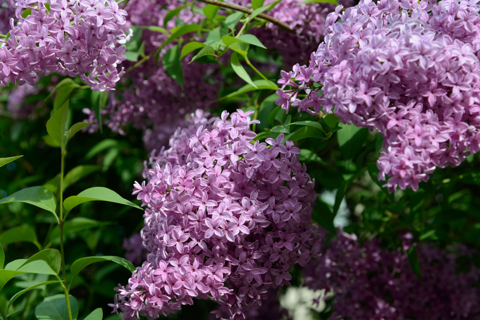 _DSC6870.jpg