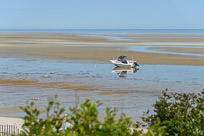 Brewster and The Lighthouse