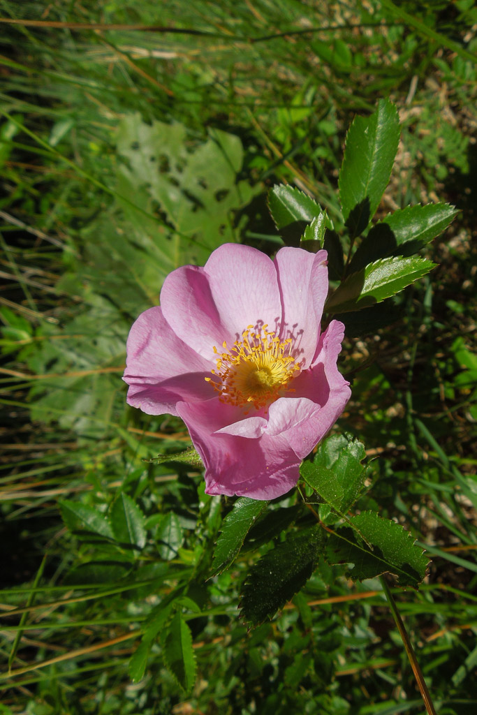 DSCN7365.jpg