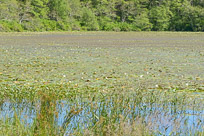 Nickerson State Park