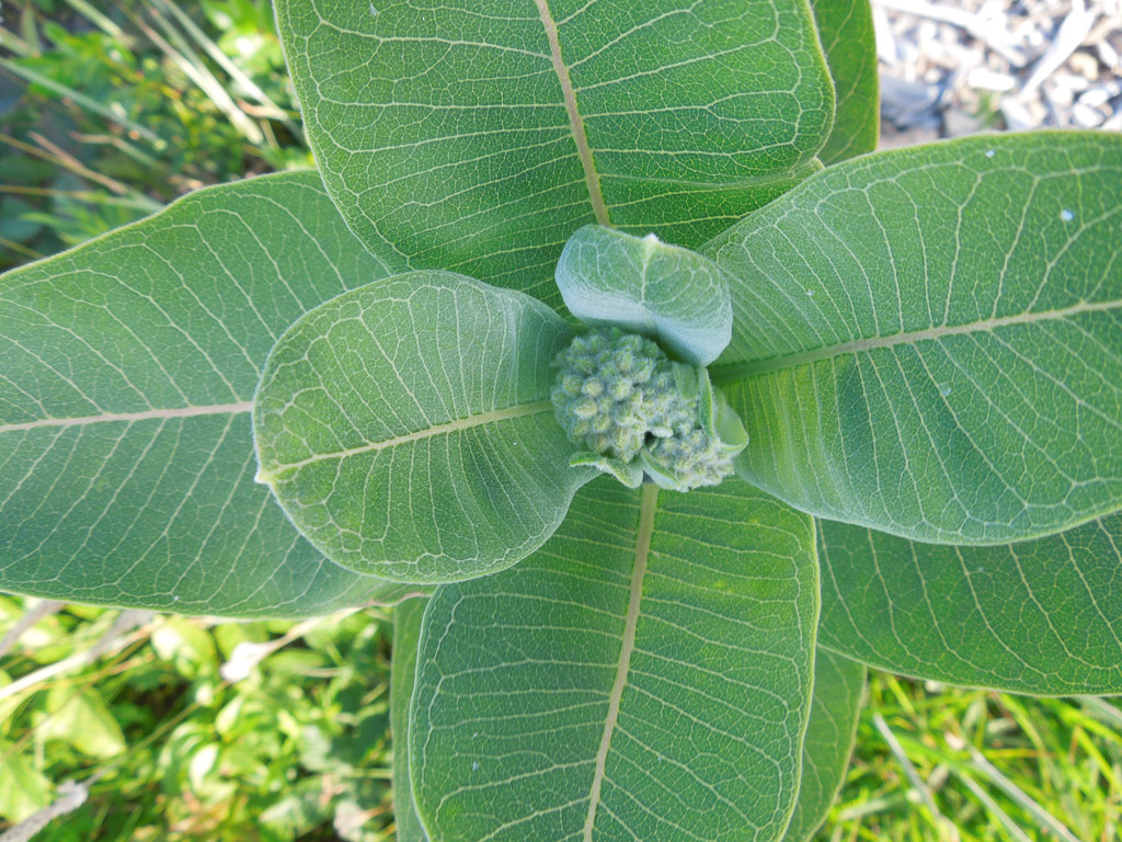 DSCN7510.jpg